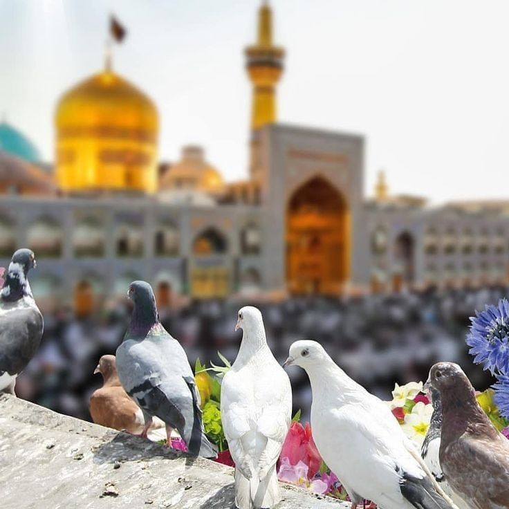 متن اگر آواره ام قلبم در ایوان تو جا مانده