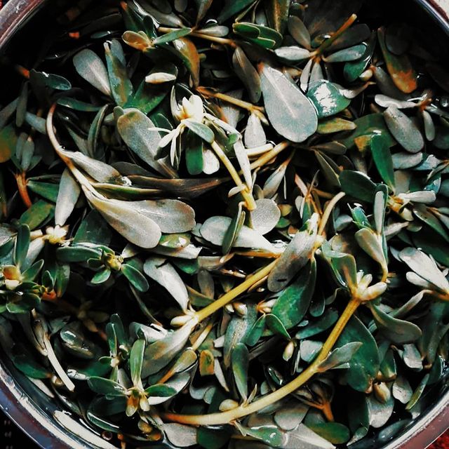 طرز تهیه بورانی خرفه با ماست