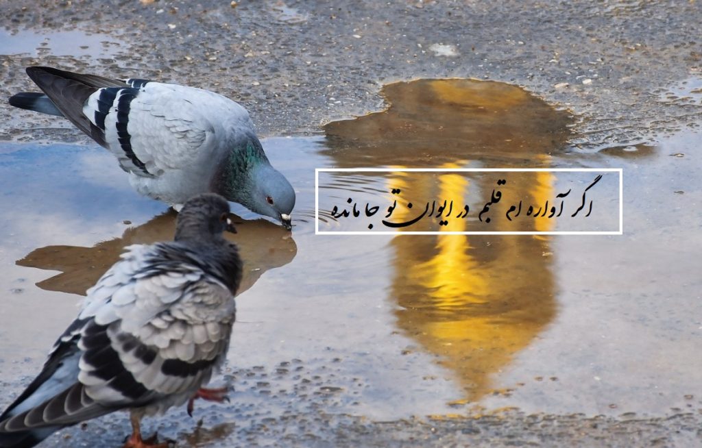 متن اگر آواره ام قلبم در ایوان تو جا مانده شعری از قاسم صرافان