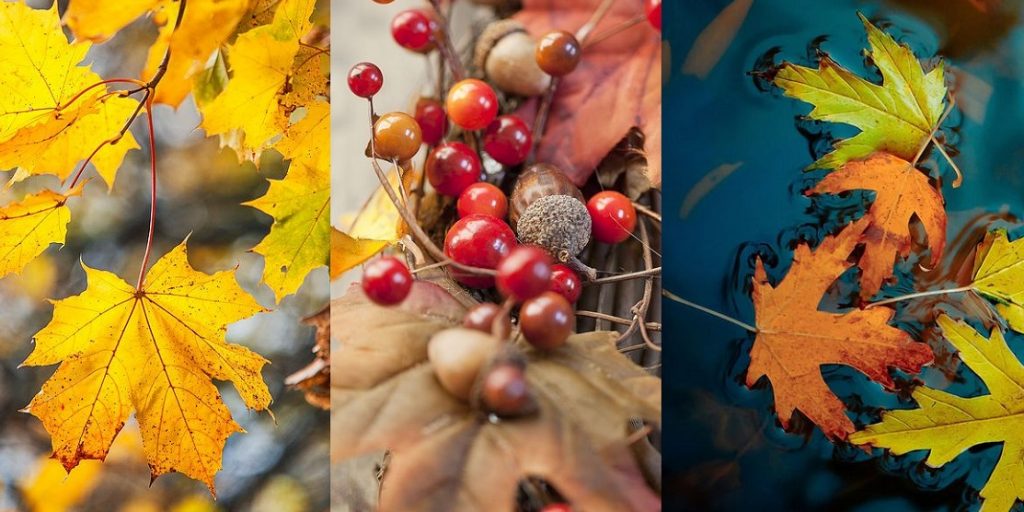 والپیپر برگ های پاییزی برای موبایل زیبا و باکیفیت