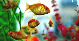 آکواریوم در فنگ شویی، آکواریوم چگونه می‌تواند انرژی خانه را بهبود بخشد؟ 