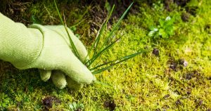 برای از بین بردن علف های هرز چه باید کرد؟