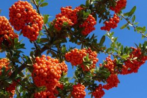 طرز تهیه ترشی زالزالک + خواص زالزالک