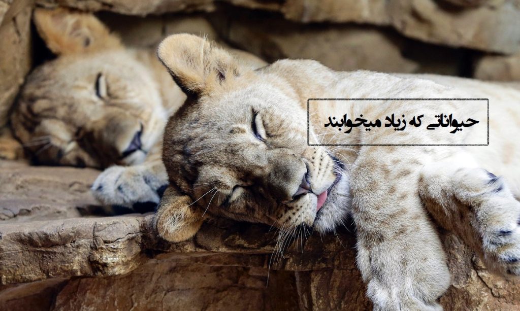 کدام حیوان بیشتر از همه می‌خوابد؟