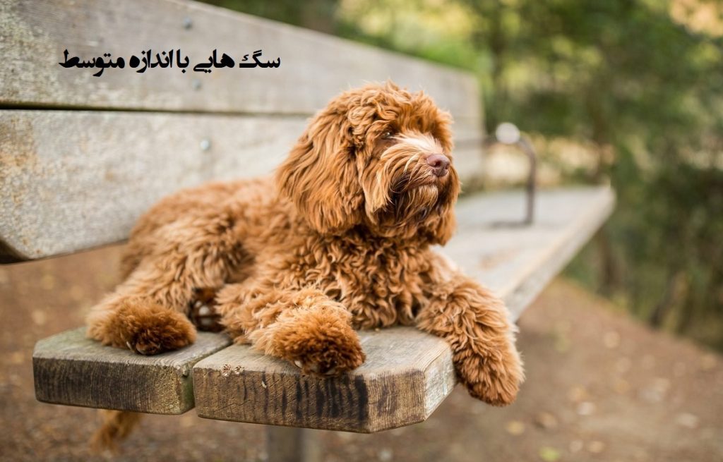 بهترین سگ های سایز متوسط (معرفی سگ های با اندازه متوسط)