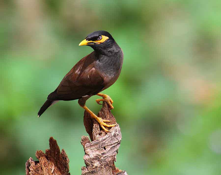 عکسهای مرغ مینا با خانواده