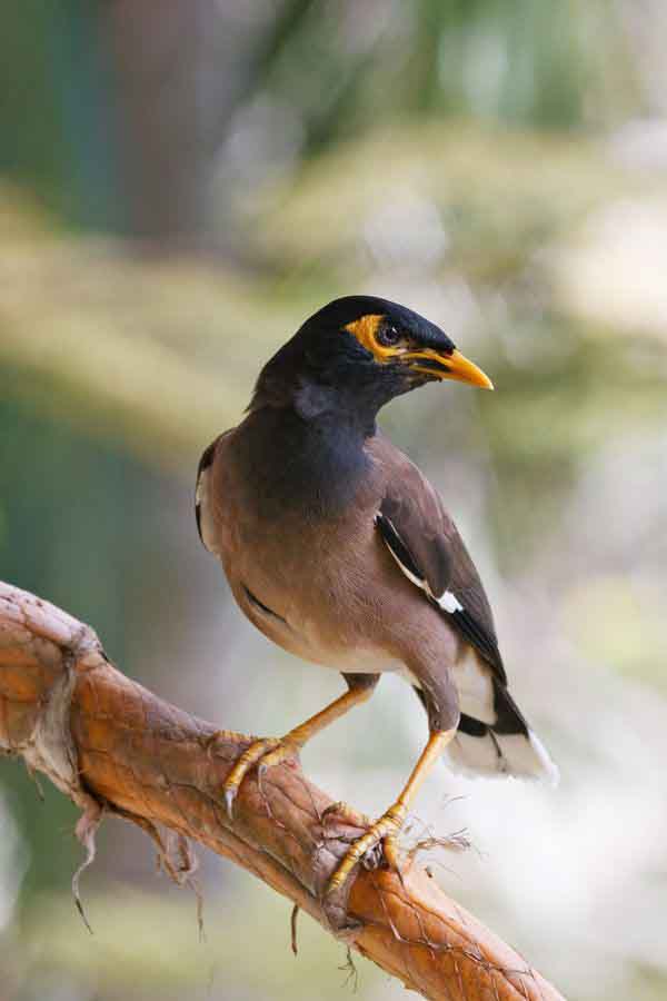 عکسهای مرغ مینا در طبیعت
