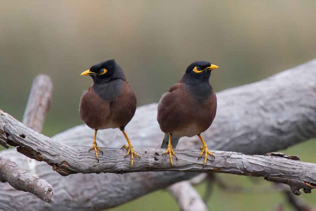 عکس مرغ مینا (نر، ماده، جوجه)