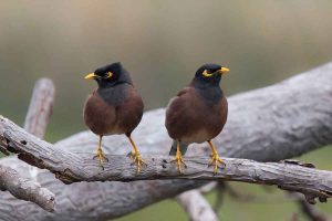 عکس مرغ مینا (نر، ماده، جوجه)