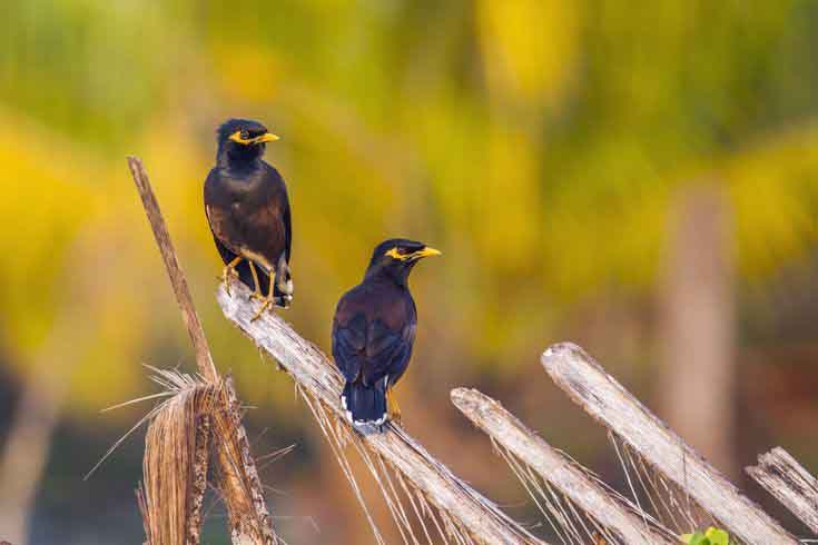 عکسهای مرغ مینا در طبیعت