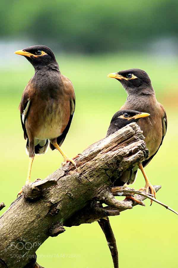 عکسهای مرغ مینا در طبیعت