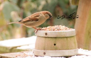 گنجشک ها چه غذایی می‌خورند؟