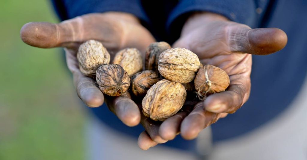 چگونه رنگ پوست گردو را از دست پاک کنیم؛ 12 روش موثر