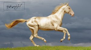 گرانترین اسب های دنیا + عکس