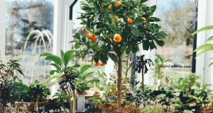 بهترین گیاهان در فنگ شویی برای جذب آرامش، ثروت و شانس در خانه