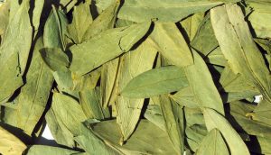 فواید و عوارض برگ سنا: برگ سنا برای چی خوبه