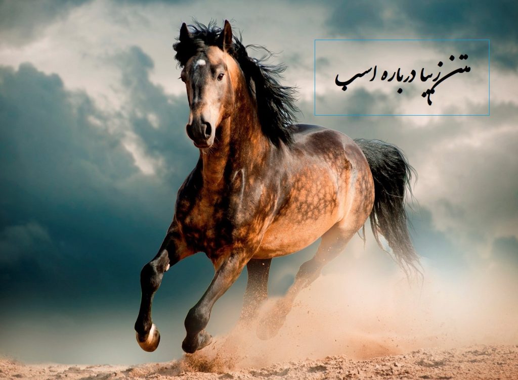 50 متن در مورد اسب و سوارکاری با اسب برای دوستداران این حیوان نجیب و زیبا