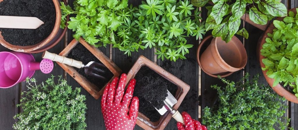 هر چند وقت یکبار باید خاک گلدان را عوض کرد + نحوه تعویض خاک گلدان