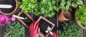 هر چند وقت یکبار باید خاک گلدان را عوض کرد + نحوه تعویض خاک گلدان