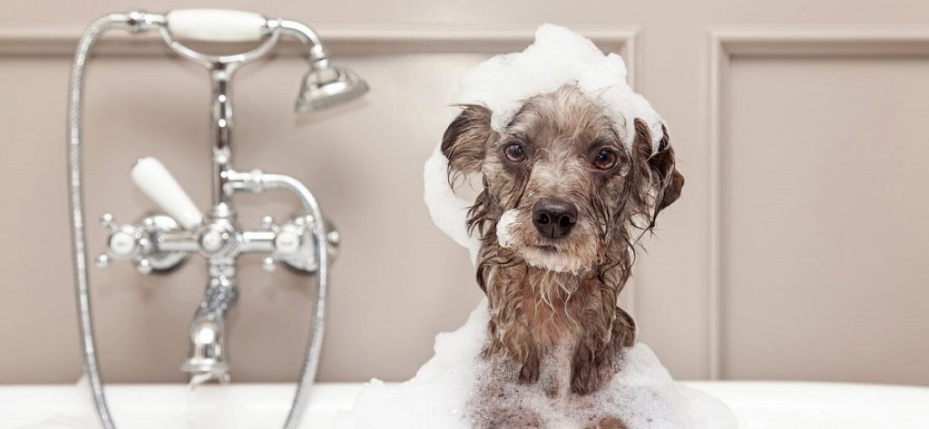 هر چند وقت یکبار باید سگ را شست (تعداد دفعات حمام کردن سگ در ماه)