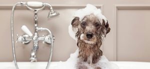 هر چند وقت یکبار باید سگ را شست (تعداد دفعات حمام کردن سگ در ماه)