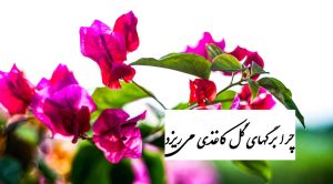 چرا برگهای گل کاغذی می‌ریزد؟