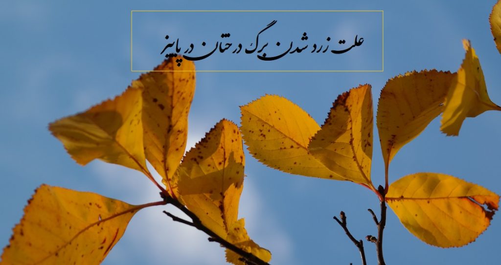 چرا در پاییز برگ درختان زرد می‌شود؟