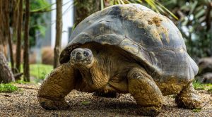 کدام حیوانات بیشتر عمر می‌کنند؟