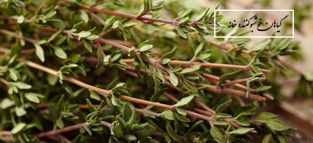 گیاهان خوشبوکننده خانه (گیاهان عالی برای آروماتراپی)