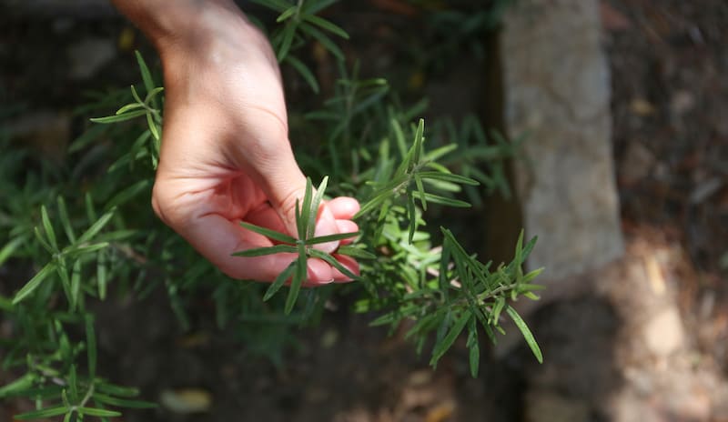 گیاهان خوشبو برای خانه: رزماری