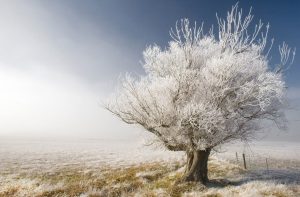 آیا درختان در زمستان به آبیاری نیاز دارند