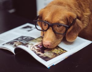 حافظه سگ ها چقدر است؟