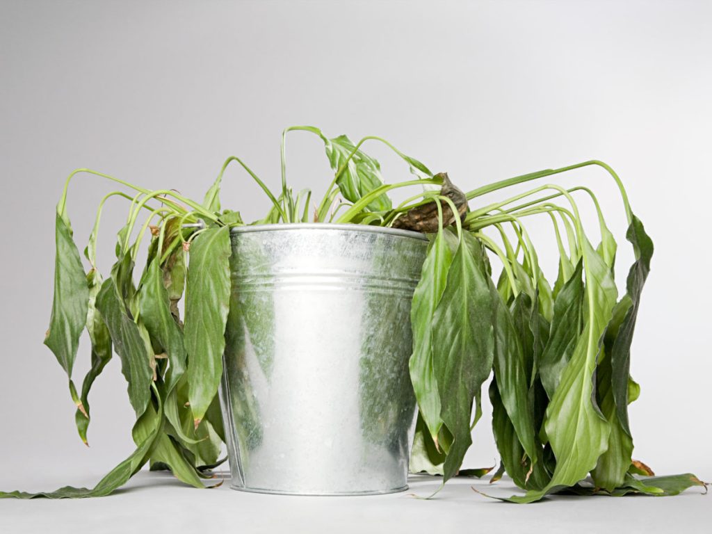 علت پژمرده شدن گل های آپارتمانی و راه حل آن