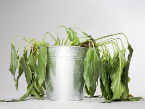 علت پژمرده شدن گل های آپارتمانی و راه حل آن