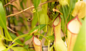 نام گل های گوشت خوار