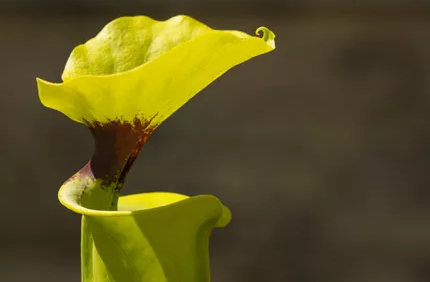 نام گل های گوشت خوار: گل گوشت خوار زرد