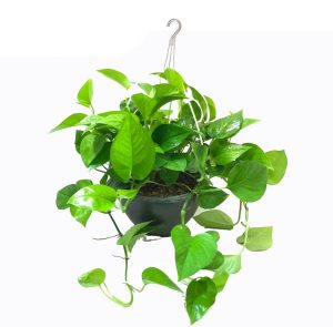 چرا گل پتوس زرد می شود | علت زرد شدن گل پتوس چیست