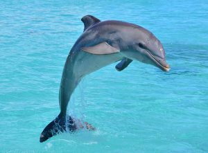 کدام حیوانات حس شنوایی قوی دارند