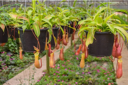 گل های گوشت خوار: گل گوشت خوار گرمسیری
