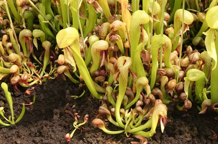 گیاه کبری لیلی
