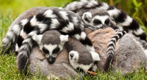 خوابیدن عجیب حیوانات: 10 حیوانی که شبیه به من و شما نمی‌ خوابند