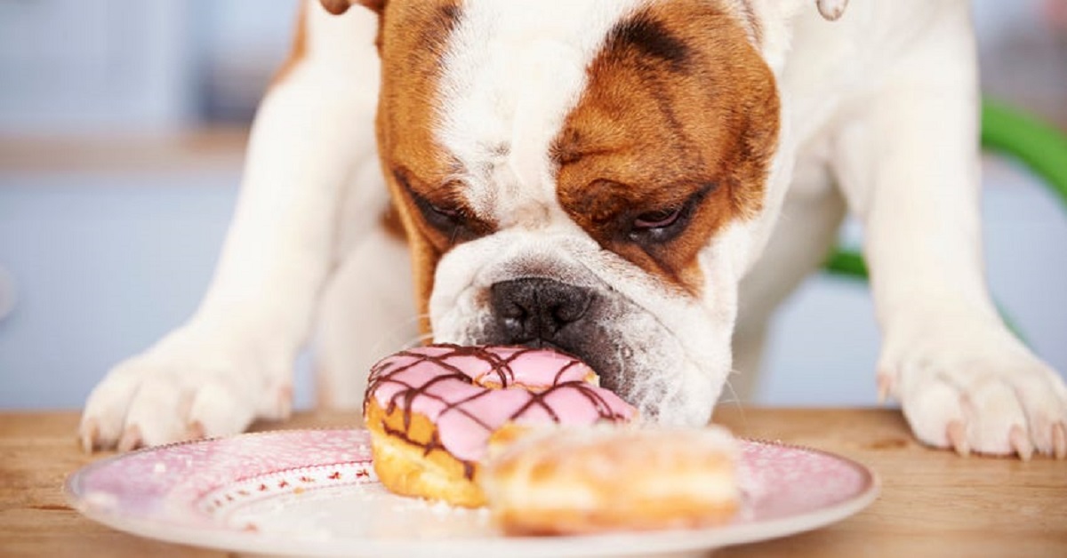 چرا شیرینی برای سگ مضر است