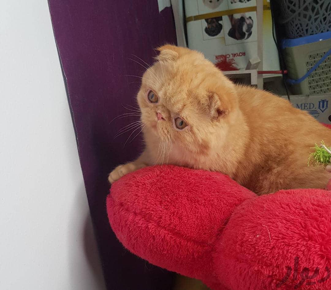 عکس گربه اسکاتیش نارنجی