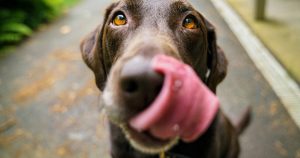 آیا بزاق دهان سگ برای انسان خطرناک است؟