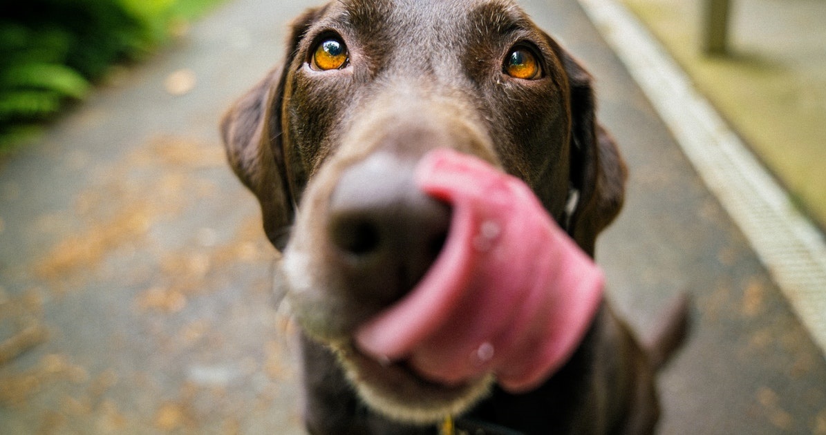 آیا بزاق دهان سگ برای انسان خطرناک است؟