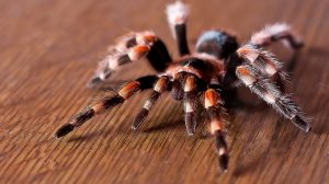 حیواناتی که رنگ خونشان متفاوت است