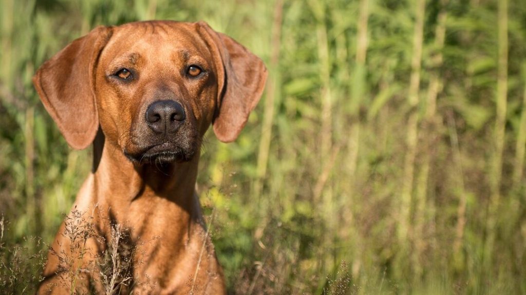 چه نوع سگی برای باغ مناسب است (سگ مناسب نگهبانی باغ)