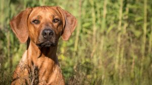 چه نوع سگی برای باغ مناسب است (سگ مناسب نگهبانی باغ)