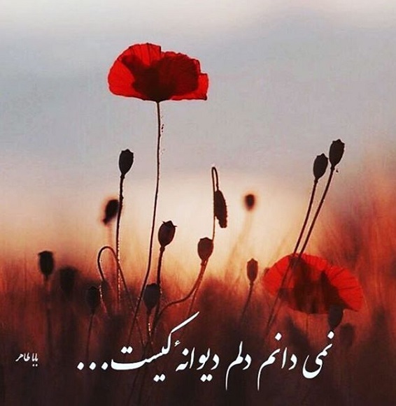 شعر نمیدونم دلم دیوونه ی کیست