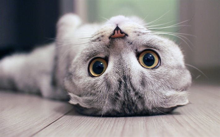 عکس از گربه های نژاد اسکاتیش فولد